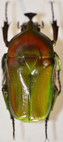 Réf. 271 237 : Trigonophorus rothschildi varians